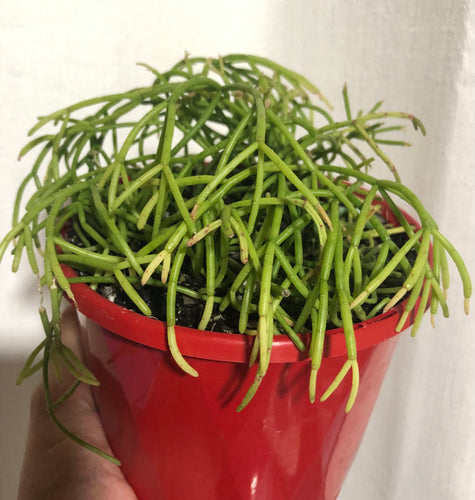 Rhipsalis capilliformis