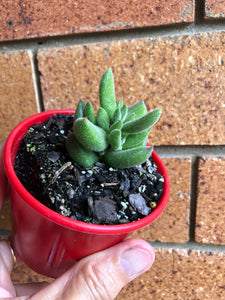 Cotyledon Tomentosa ladismithiensis