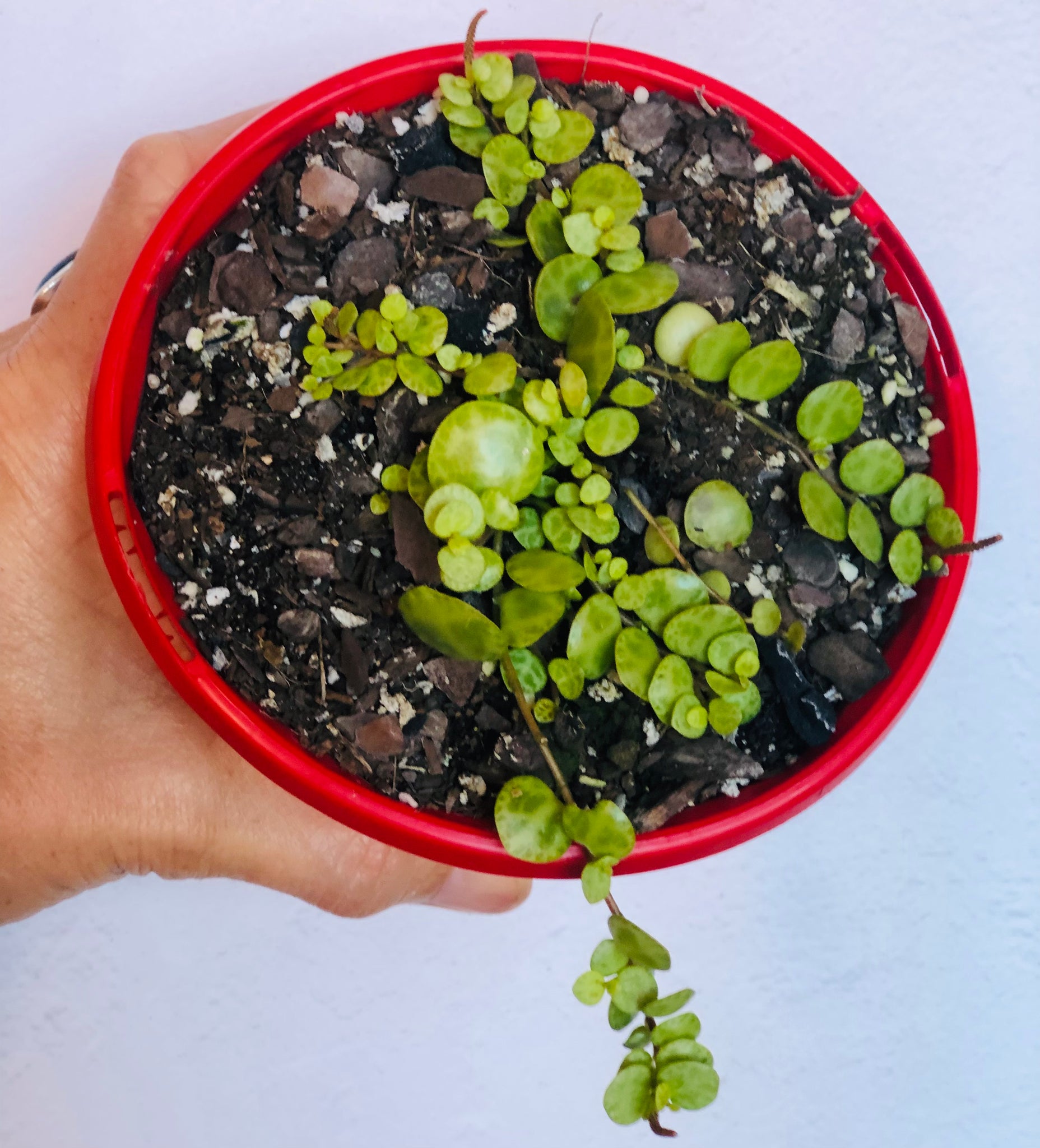 jade necklace plant peperomia Peperomia rotundifolia Jade Necklace/Turtles – The Succulent Garden