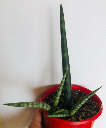 Sansevieria cylindrica Cylindrical Snake Plant