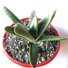 Load image into Gallery viewer, Gasteria Big Brother
