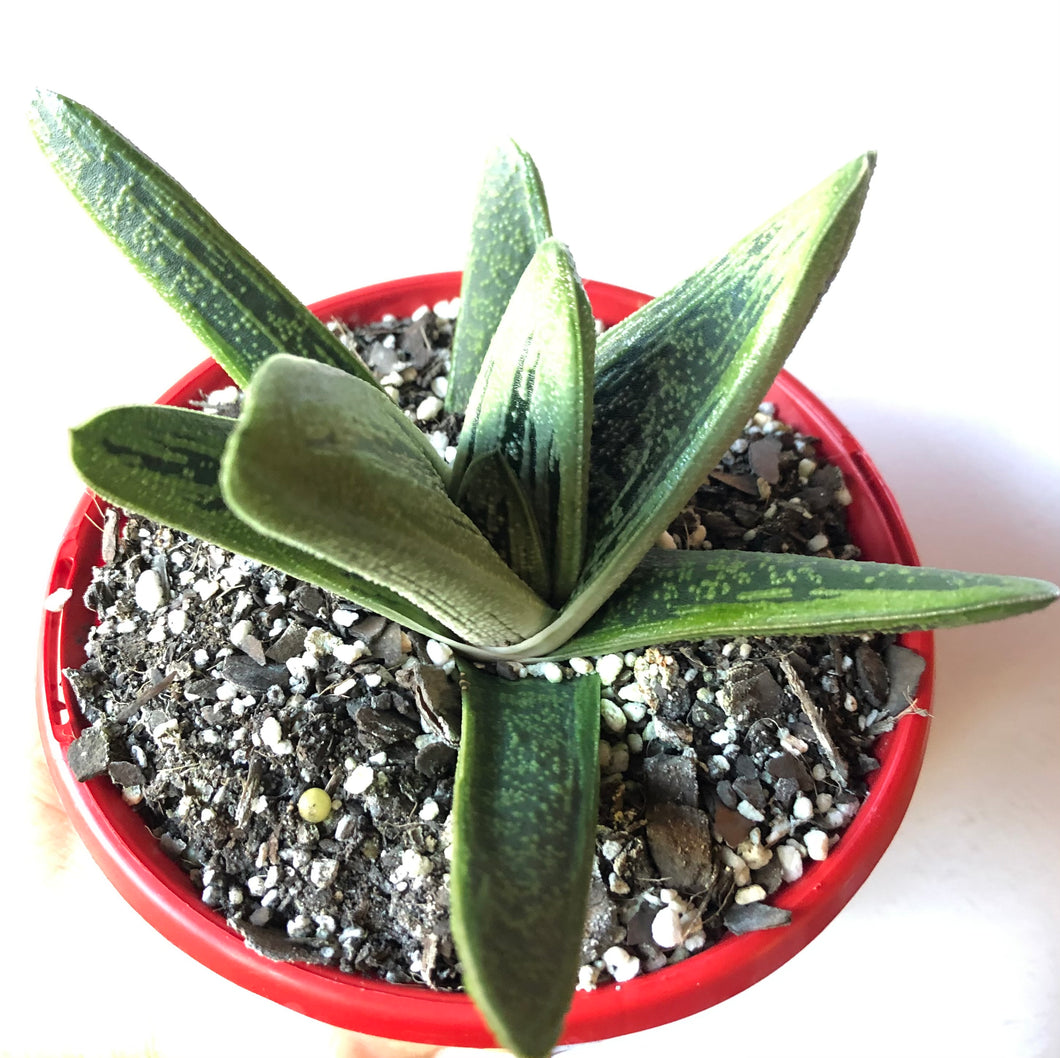 Gasteria Big Brother