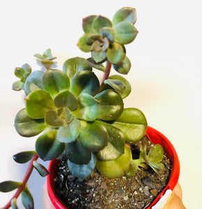 Echeveria chroma