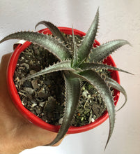 Load image into Gallery viewer, Dyckia
