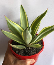 Load image into Gallery viewer, Agave desmetiana Joe Hoak