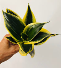 Load image into Gallery viewer, Sansevieria Lotus Hahnii