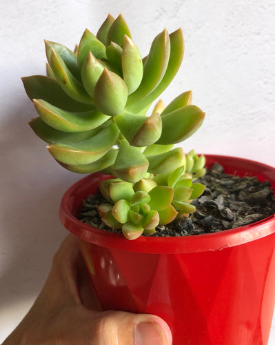 Sedeveria Golden Goddess