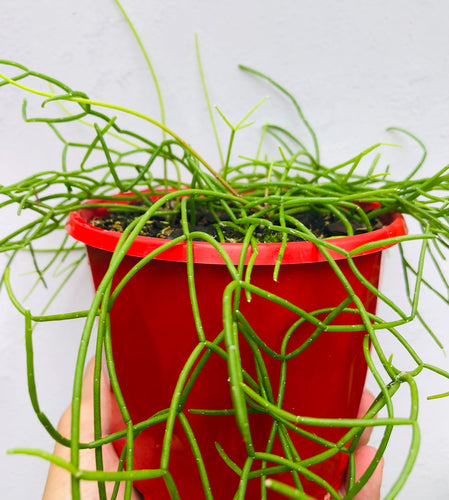 Rhipsalis cassutha