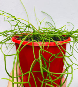 Rhipsalis cassutha