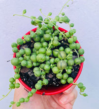 Load image into Gallery viewer, Senecio rowleyanus String of Pearls