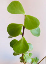 Load image into Gallery viewer, Portulacaria Afra Large Leaf form (macrophylla)