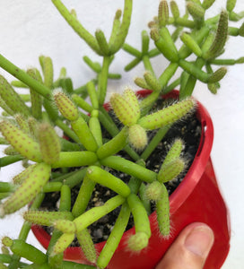 chicken feet succulent plant Rhipsalis grandiflora