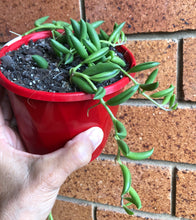 Load image into Gallery viewer, Senecio radicans  String of Beans