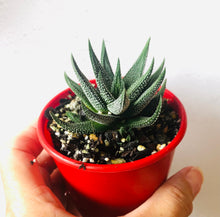 Load image into Gallery viewer, Haworthia cassytha