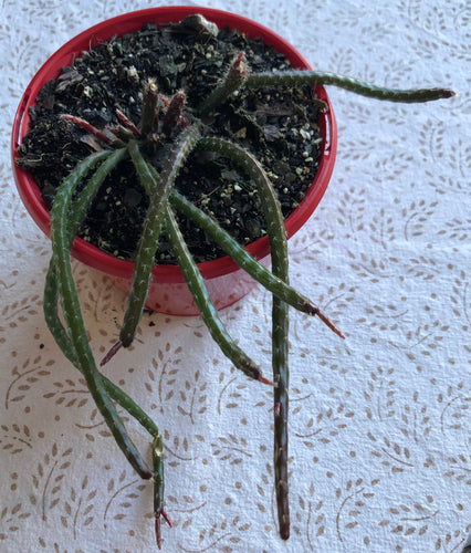 Rhipsalis red coral