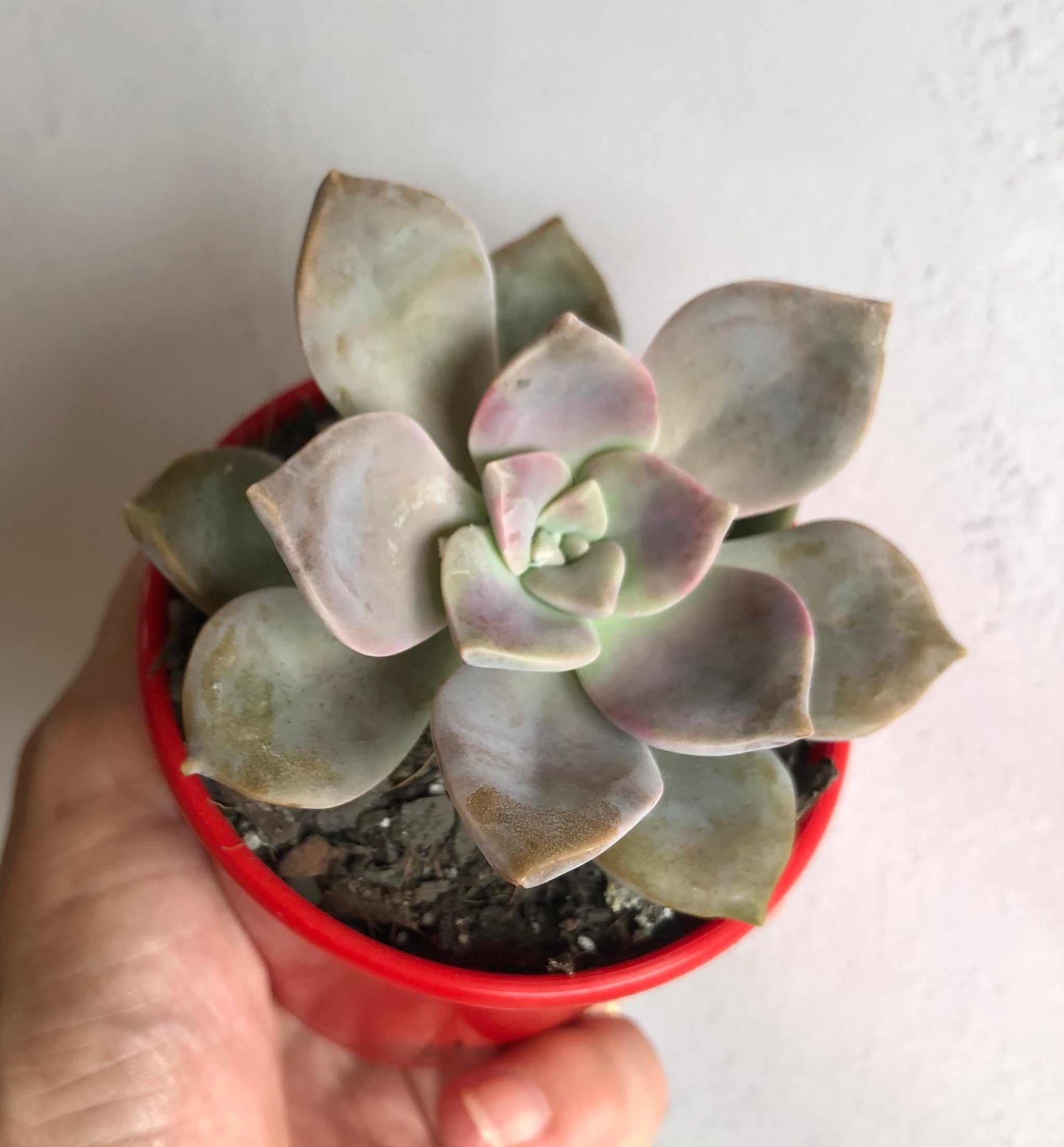 The Succulent Garden nursery :: Sun loving succulents