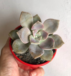 Graptoveria Purple Delight