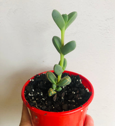 Delosperma lehmanii