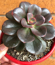 Load image into Gallery viewer, Echeveria chroma