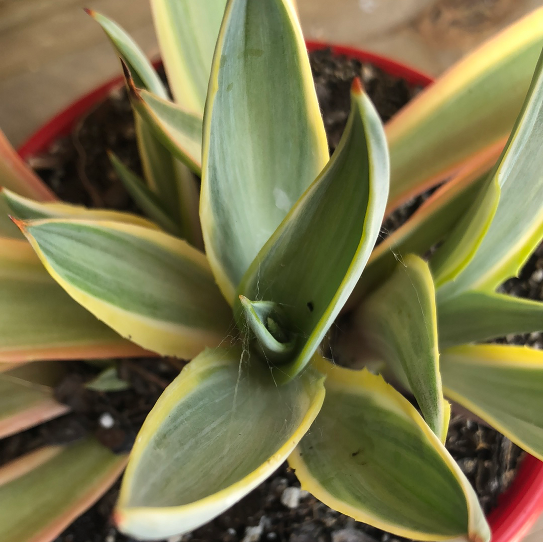 Agave desmettiana Galactic Traveller