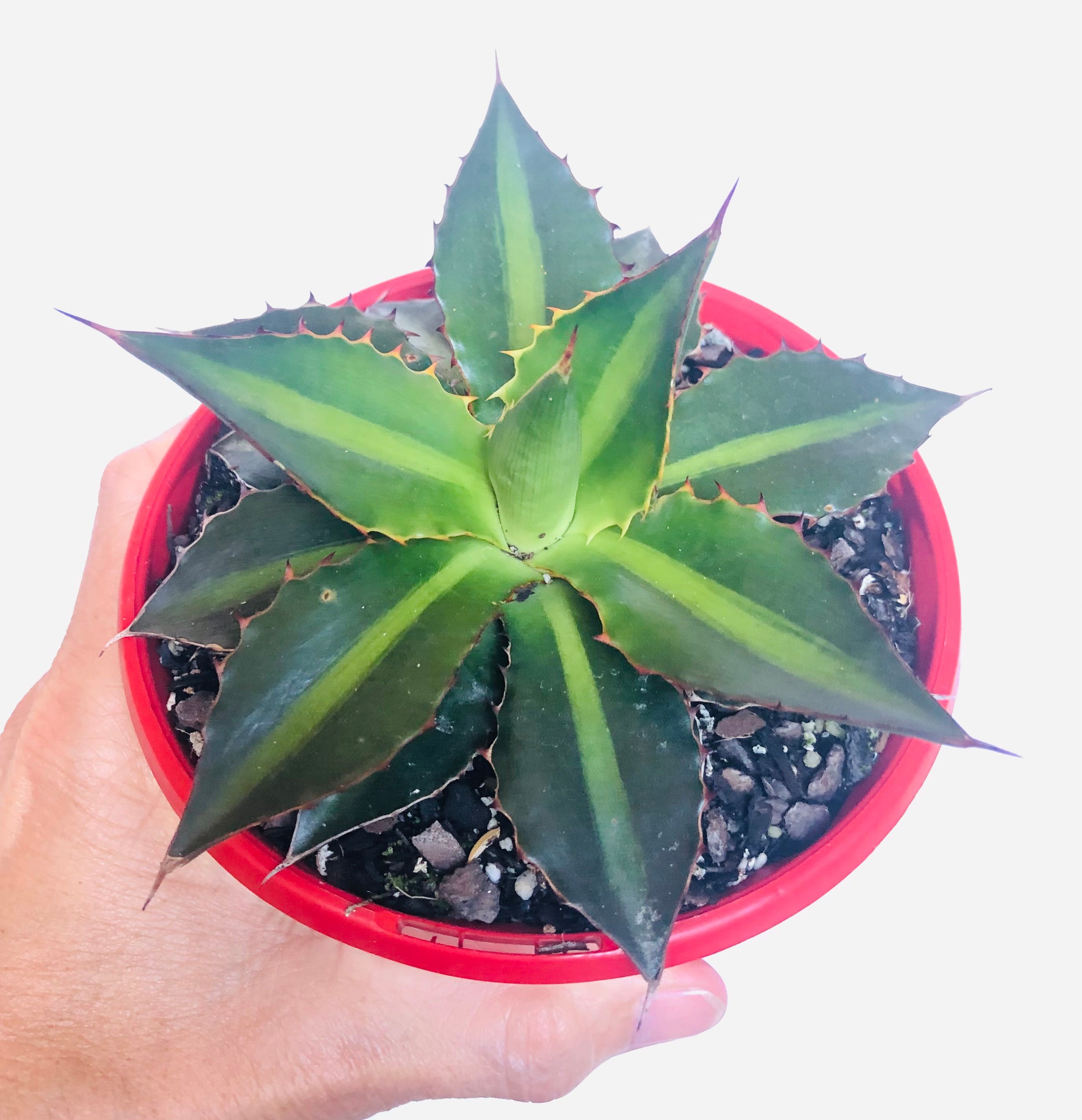 Agave lophantha Splendida – The Succulent Garden