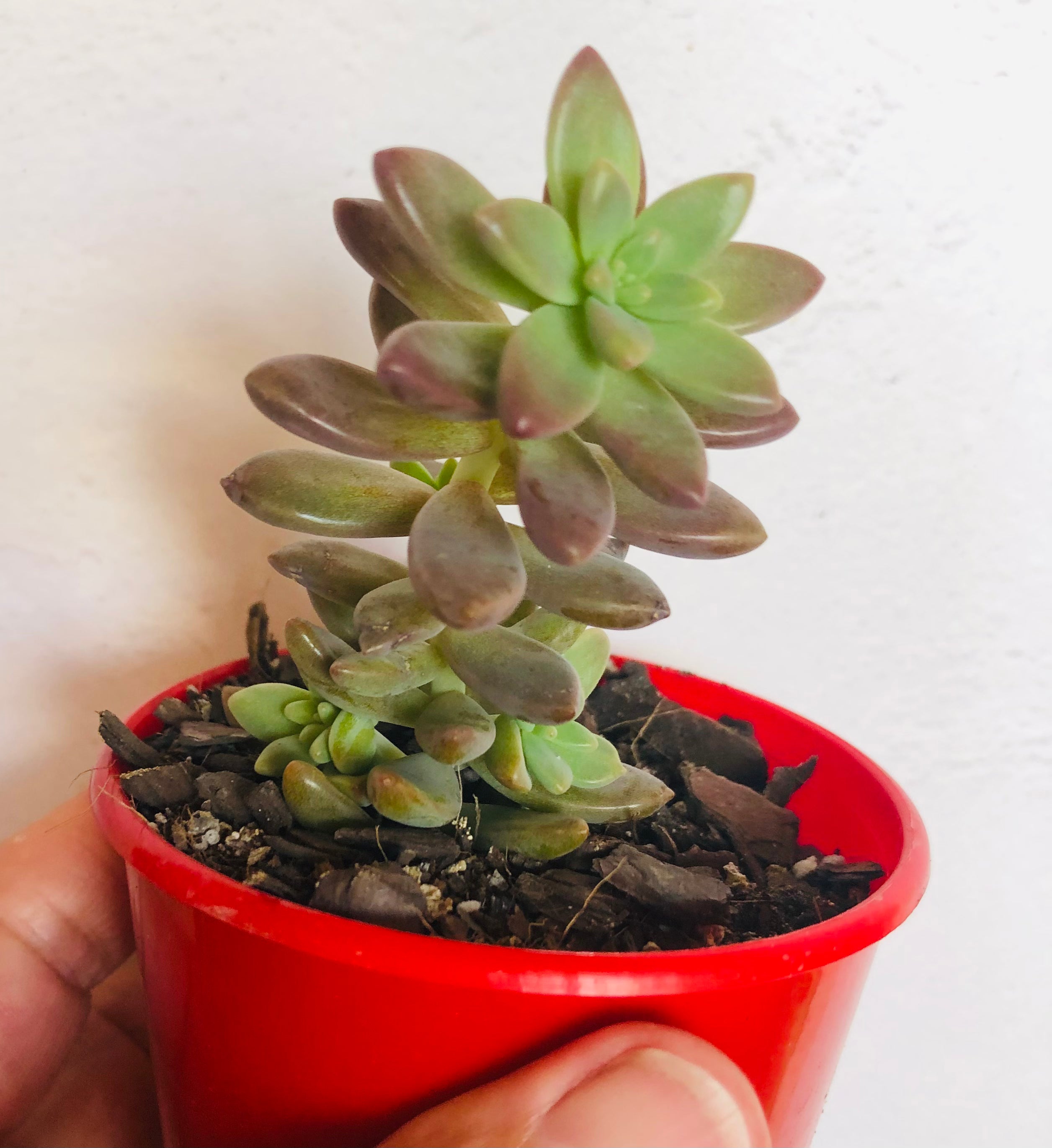 pink granite succulent Sedeveria Pink Granite – The Succulent Garden