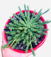 Euphorbia Medusa's Head