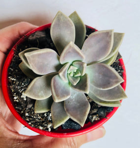 Graptopetalum danica