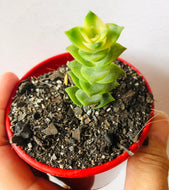 Variegated Crassula perforata