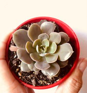 Echeveria Holy Gate