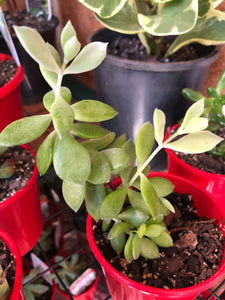 Cotyledon pendens