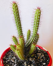 Load image into Gallery viewer, Euphorbia baioensis