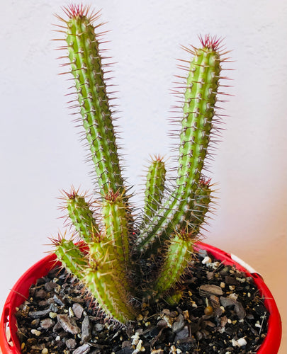 Euphorbia baioensis