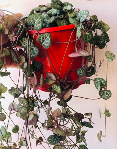 Ceropegia woodii Chain of Hearts