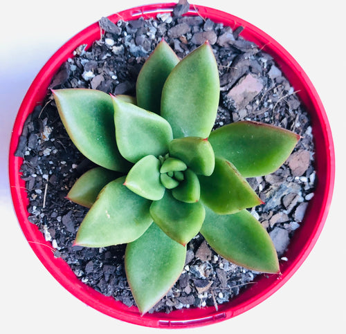 Echeveria agavoides