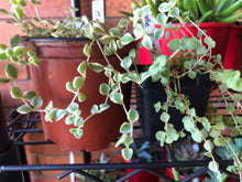 Load image into Gallery viewer, Sedum Little Missy