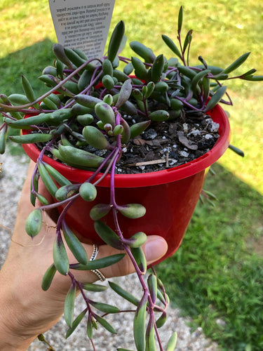 Orthonna 'Ruby Necklace'