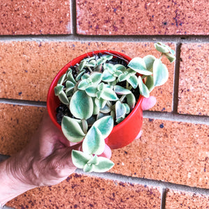 Crassula 'Isabella'