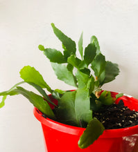 Load image into Gallery viewer, Rhipsalis Lepismium houlletianum