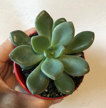 Load image into Gallery viewer, Pachyveria Large Grey form