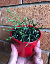 Load image into Gallery viewer, Rhipsalis cereuscula