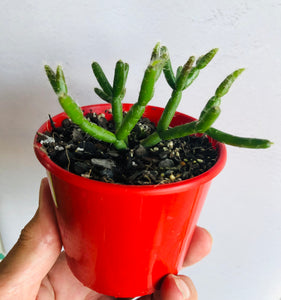 Rhipsalis red coral