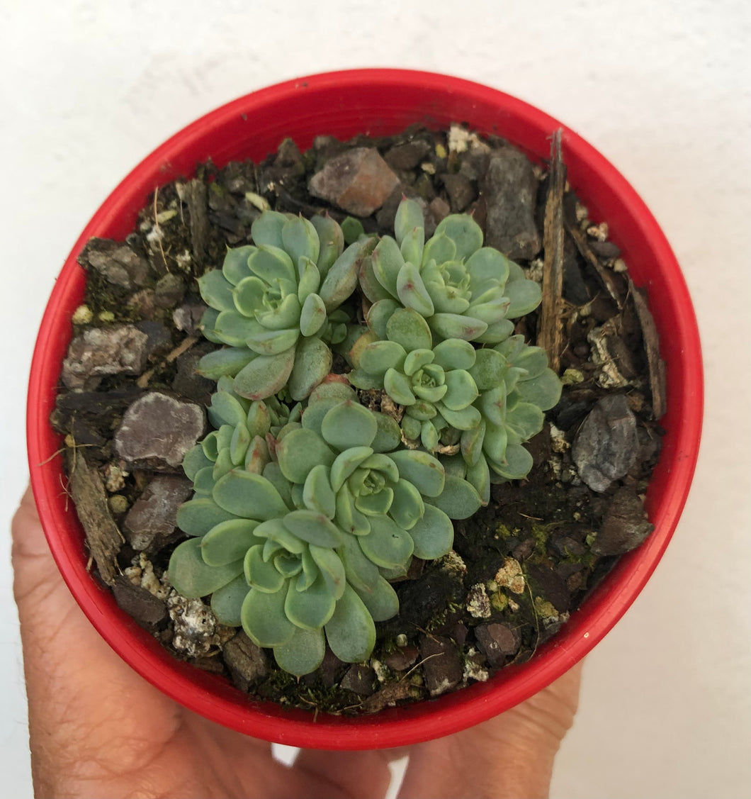 Echeveria minima