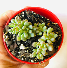 Load image into Gallery viewer, Graptopetalum pachyphyllum Bluebean