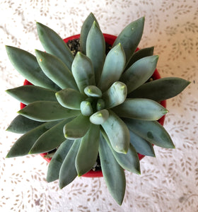 Pachyphytum longifolium