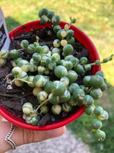 Load image into Gallery viewer, Senecio rowleyanus (variegated) String of Pearls