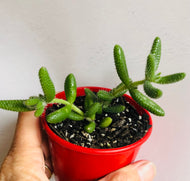 Delosperma pruinosum