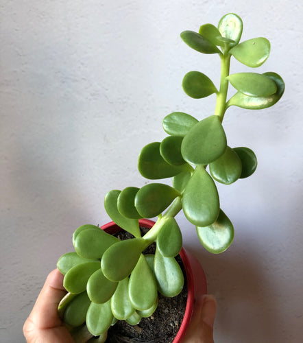 Senecio jacobsenii Trailing Jade