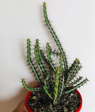 Load image into Gallery viewer, Euphorbia aeruginosa