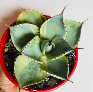 Agave pygmae dorado